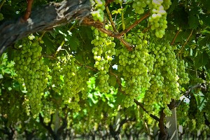 Grapes in a Vineyard