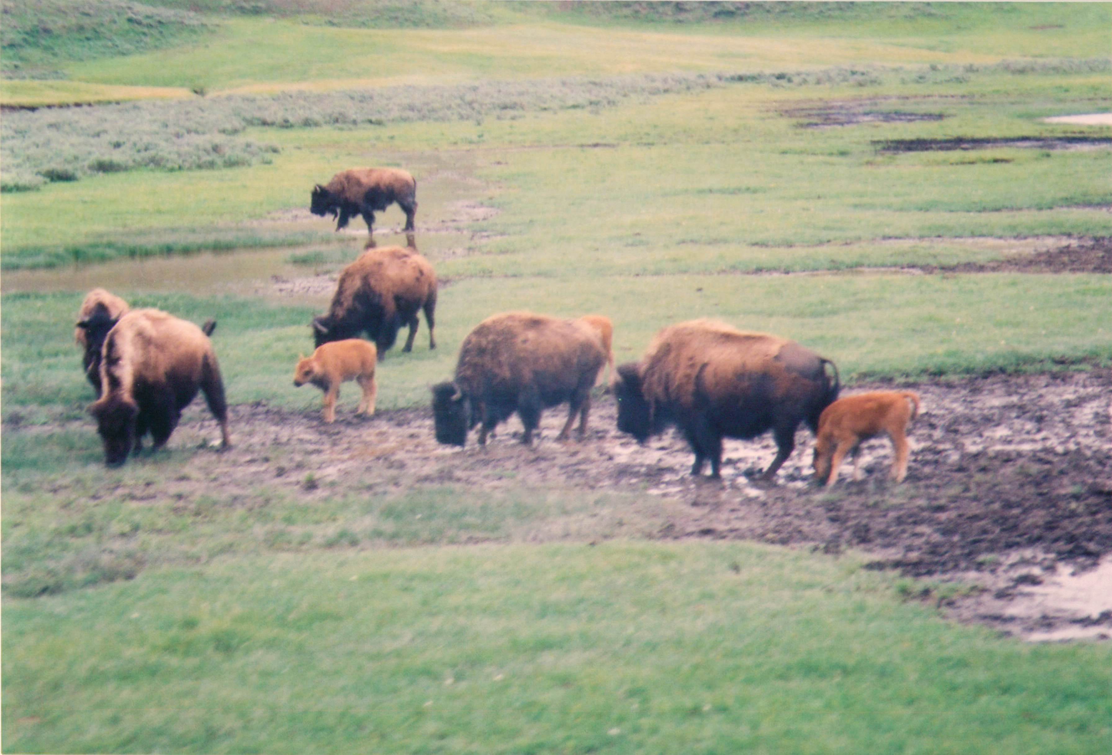 Bison