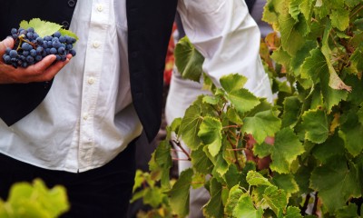 Harvesting grapes