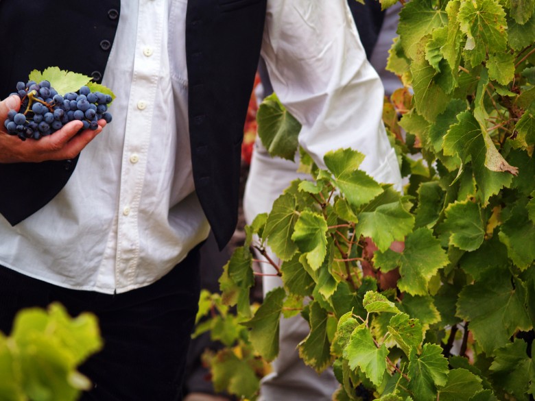 Harvesting grapes