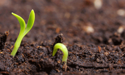 Small green seedling in the ground