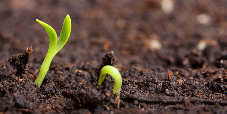 Small green seedling in the ground