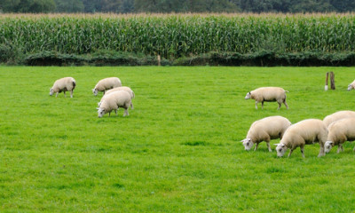 sheep panorama