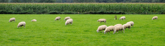 sheep panorama