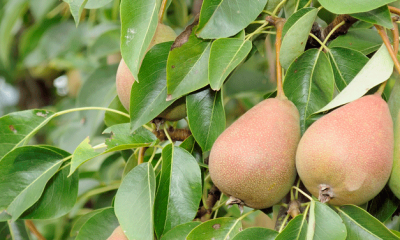 Pears in a Tree