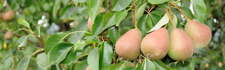 Pears in a Tree