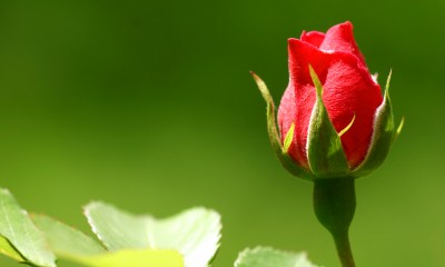 Rose in the garden