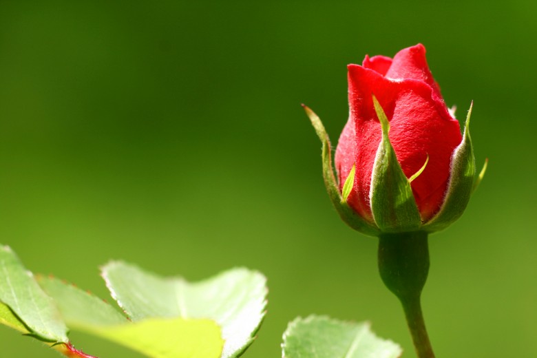 Rose in the garden