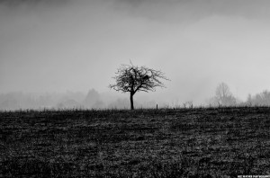Barren tree in field