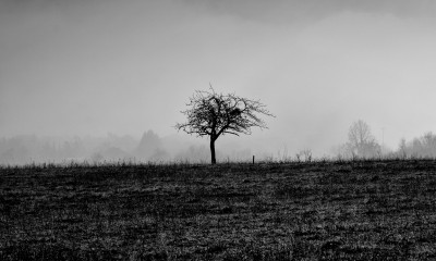 Barren tree in field